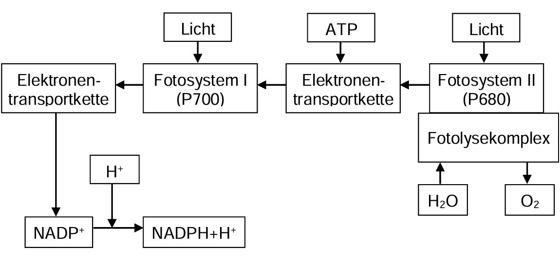 Schematische Darstellung der Lichtreaktion der Fotosynthese: Fotosystem II (P680), Photolyse, Elektronentransport, Fotosystem I (P700), ATP, NADPH